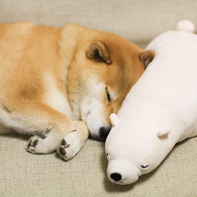 柴犬与好朋友玩偶熊的可爱故事