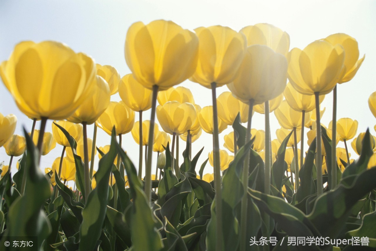 荷兰国花郁金香风车,荷兰的国花是什么花郁金香