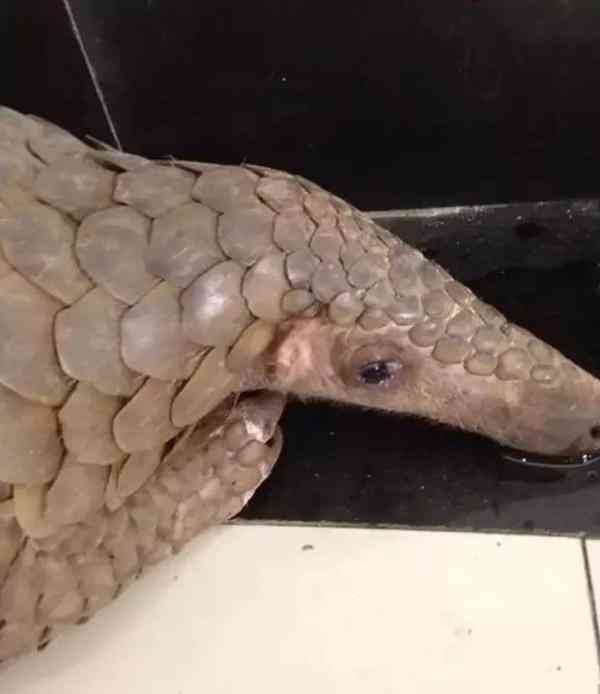 代购圈黑幕,代购究竟有多暴利