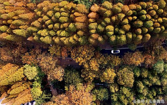 青岛的八大关全景,介绍一下青岛的八大关