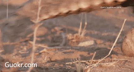 揭露各种海外代购真相,代购骗局朋友圈