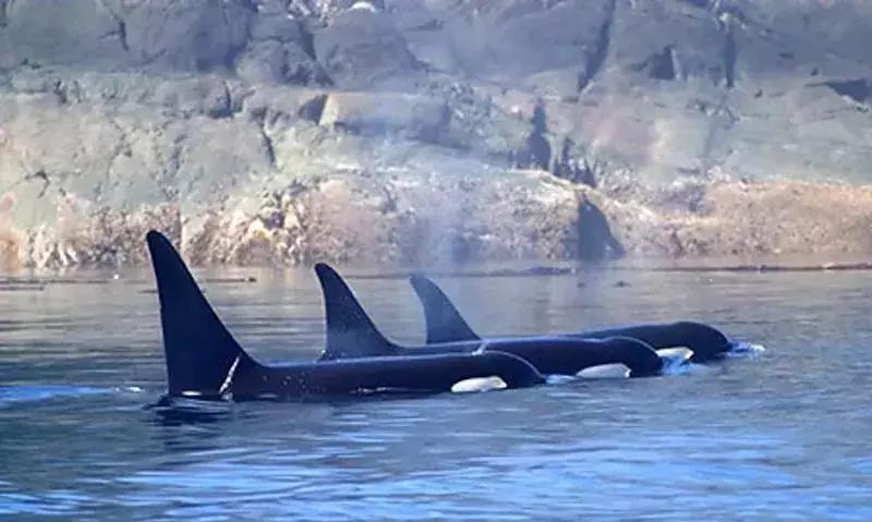 真正的代购骗局,代购究竟有多暴利