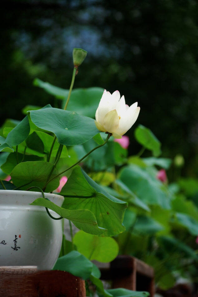 最易读错的100字读音,容易读错的字正确的读音