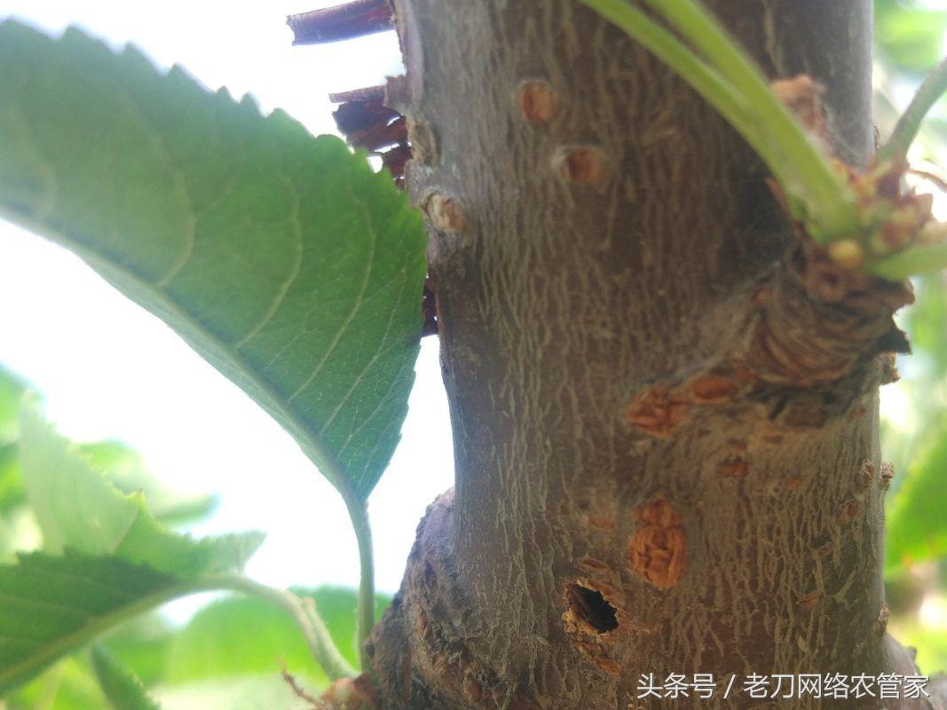 樱桃树有毛虫用什么药防治虫,樱桃虫害天牛的症状及防治方式