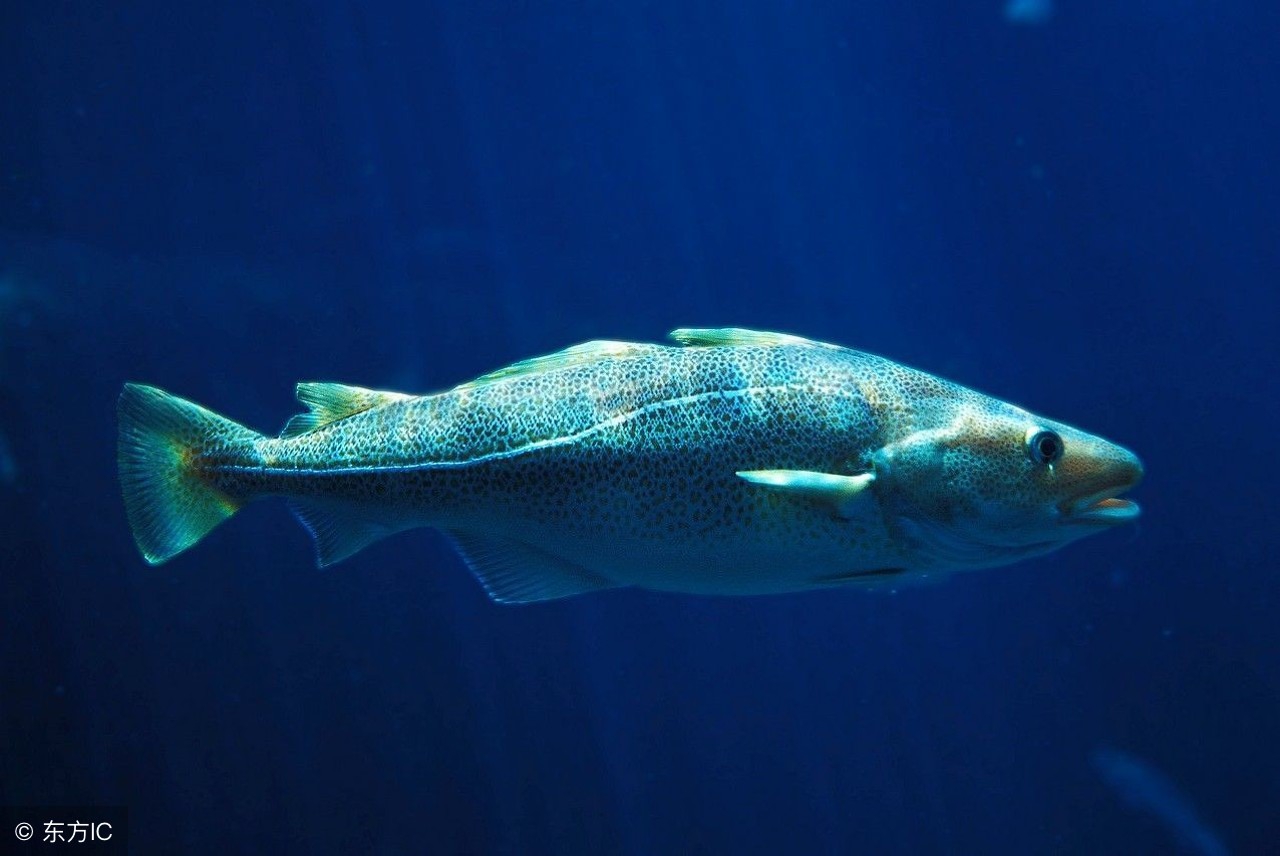 法澜秀dha和安琪纽特dha哪个好,育儿dha推荐