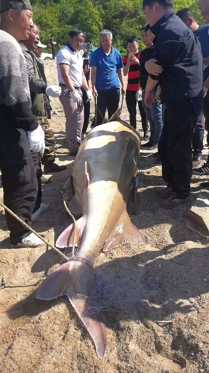 1028斤的鳇鱼,750斤的大鳇鱼需要生长多少年