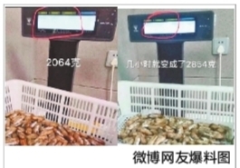 为什么蛏子越来越肥,蛏子买回来全是水