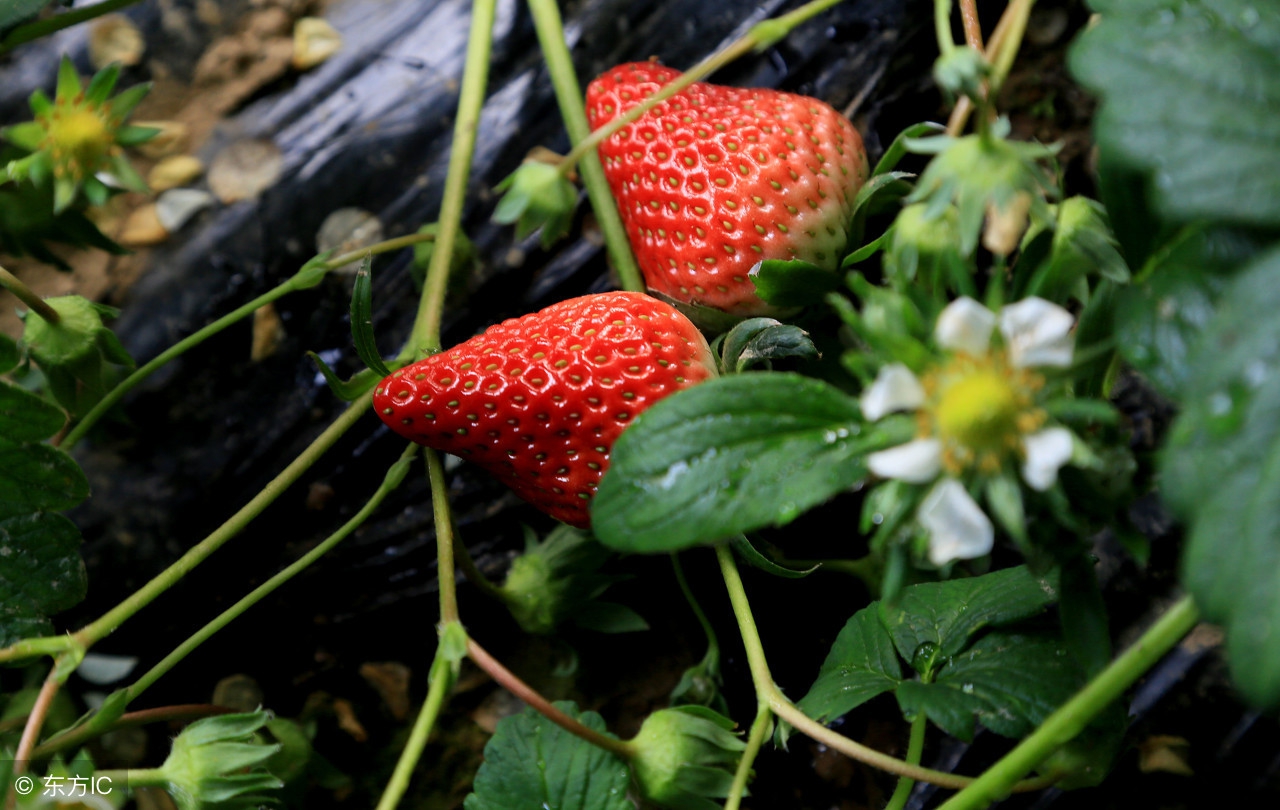 苹果树误喷了除草剂如何抢救,果园用过草甘膦有挽救办法吗