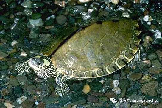 地图龟的背部长什么样,奇特的地图龟图片