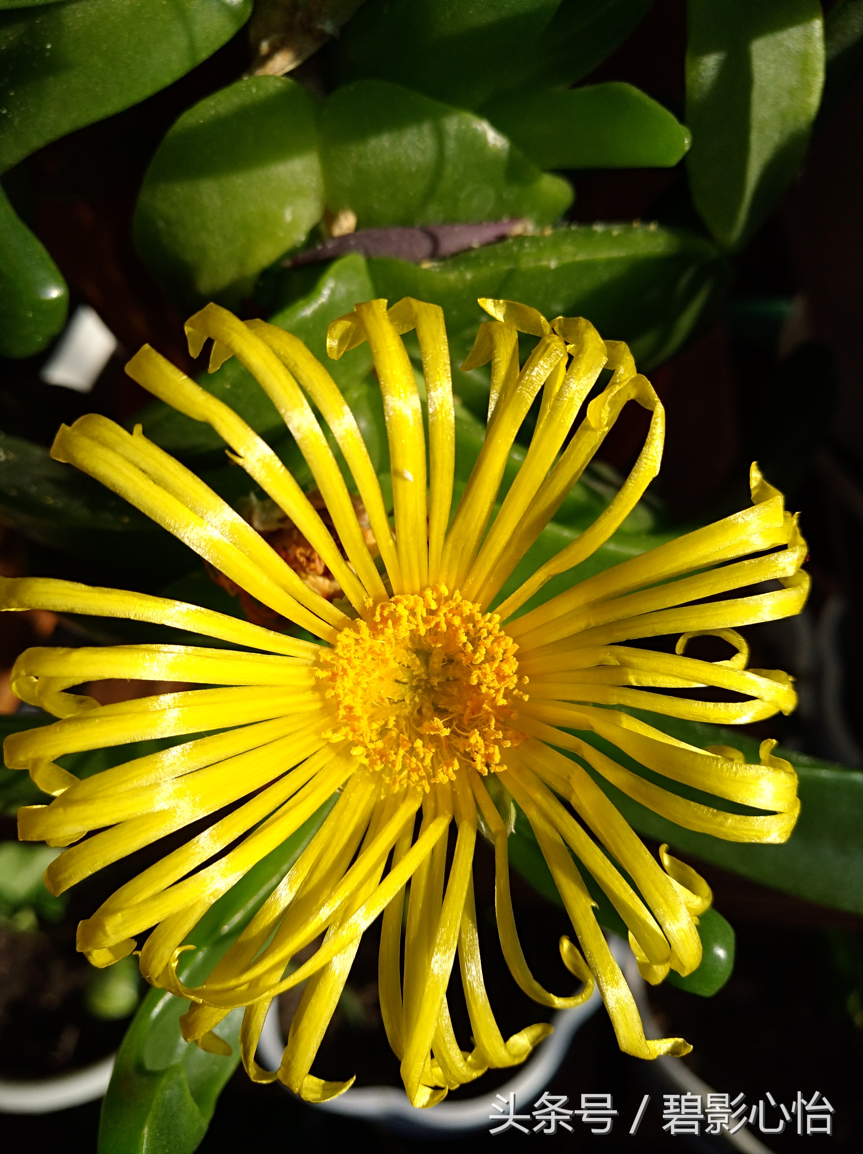 花痴絮花语，赏花好心情