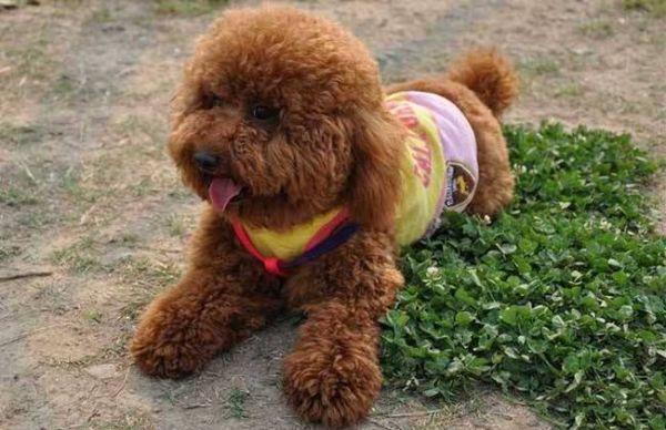 泰迪发情多久后可以判断是否怀孕,家有泰迪快9个月了发情怎样护理