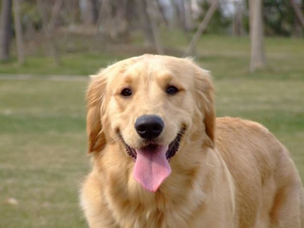 金毛往人身上扑的意思,金毛扑人行为纠正方法