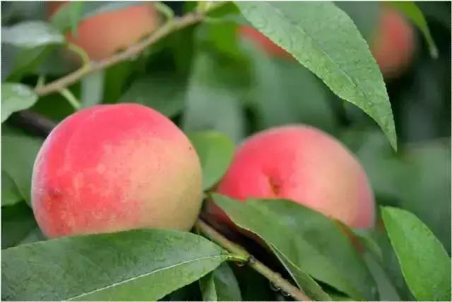 成都摘桃子地方推荐,桃子熟了去摘桃