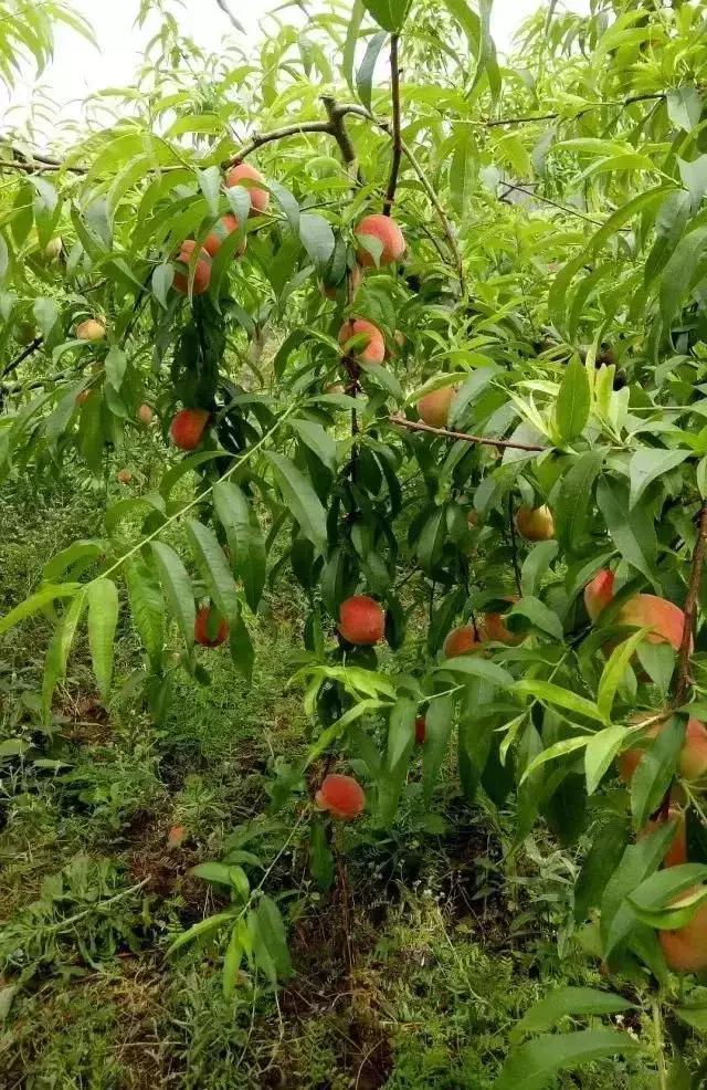 2020成都龙泉桃子采摘,桃子最新采摘视频