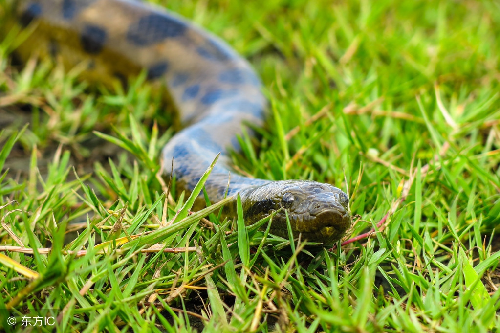 美洲豹算是亚马逊森蚺的天敌吗,森蚺它的天敌是谁