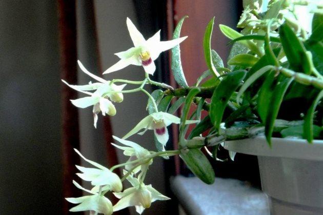 石斛的养殖方法和注意事项,水晶石斛和泼墨石斛哪个好养