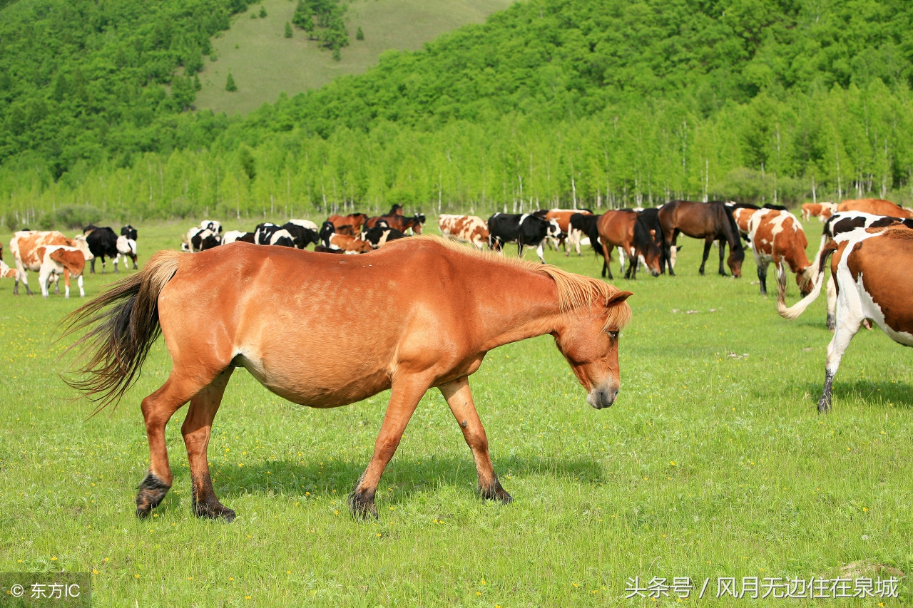 蒙古马和套马图片,蒙古套马绳子教学