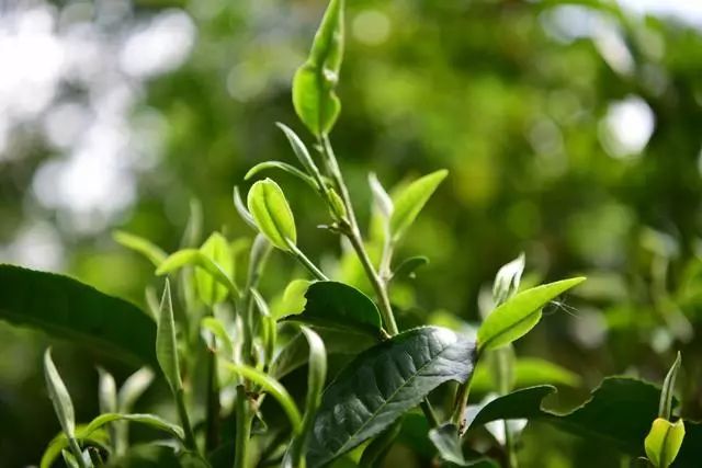 他卖掉所有家当回国创业，做洗护用品，竟引来网红民宿排队打call