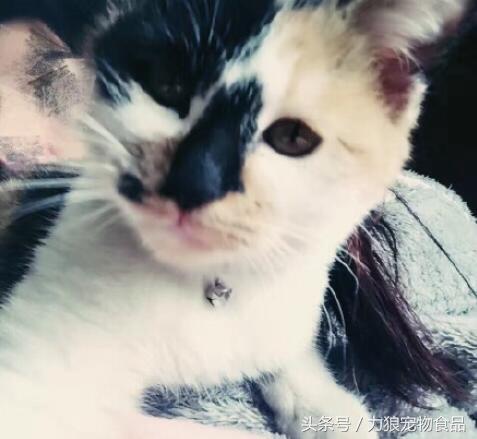 你给宠物起过哪些奇葩的名字？盘点那些让人印象深刻的宠物名字！