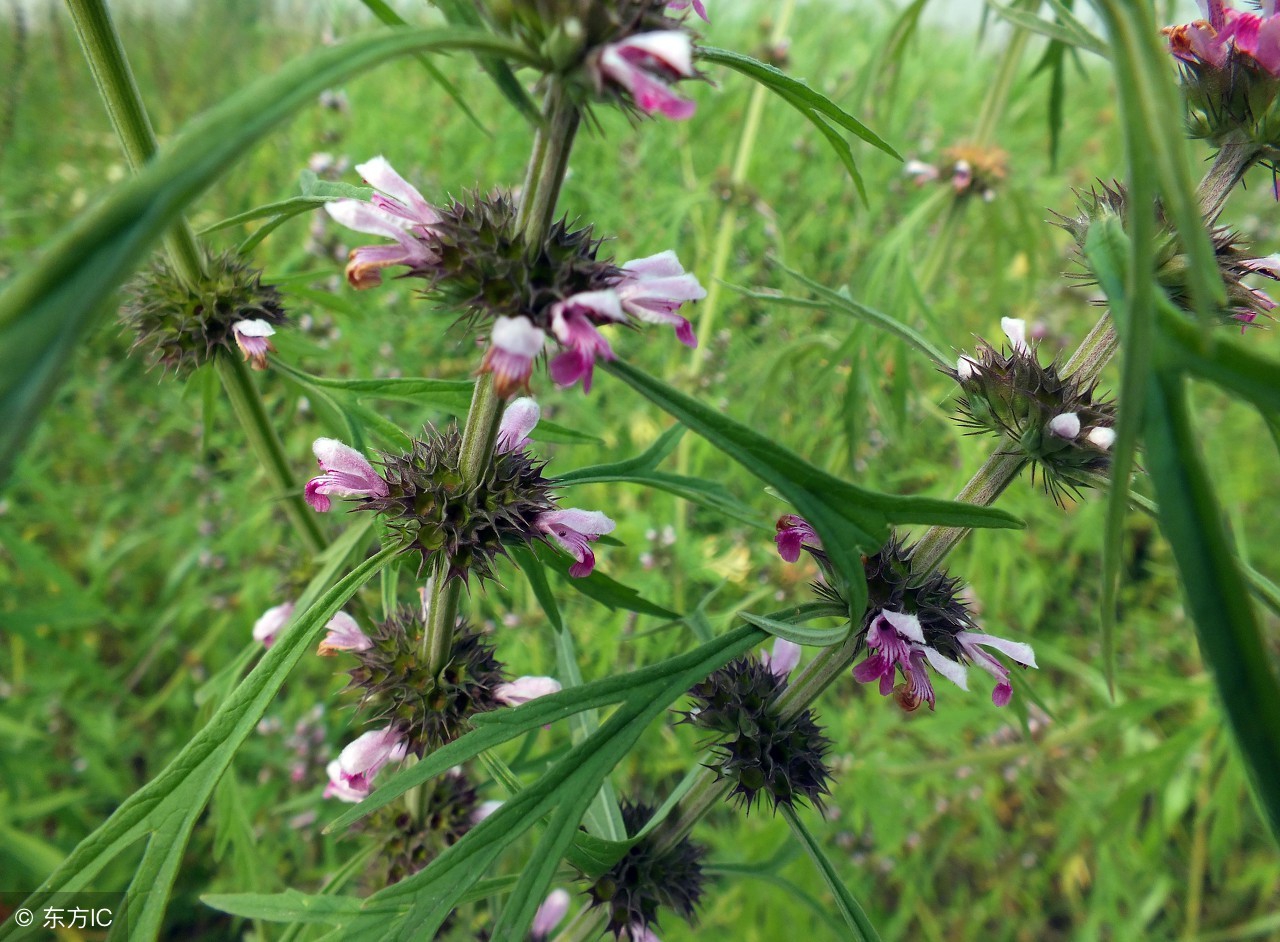 益母草片的功效与作用及禁忌症,益母草暖贴的功效与作用及禁忌
