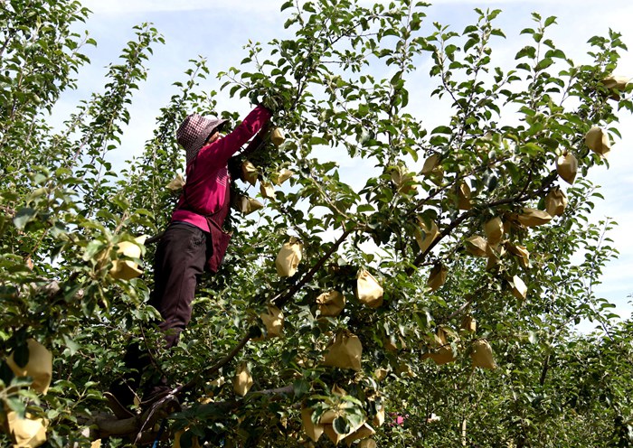 山东给苹果套袋,吉县苹果套袋