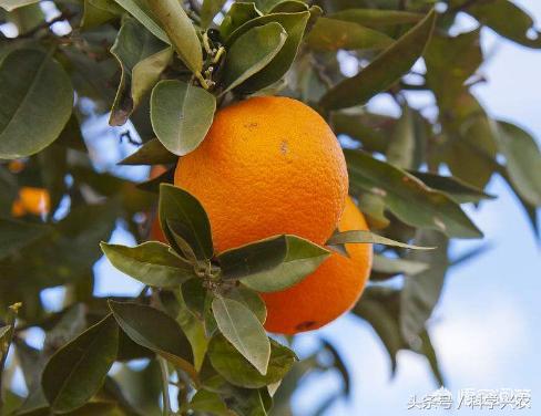 橘子树的养护方式,橘子如何保花保果