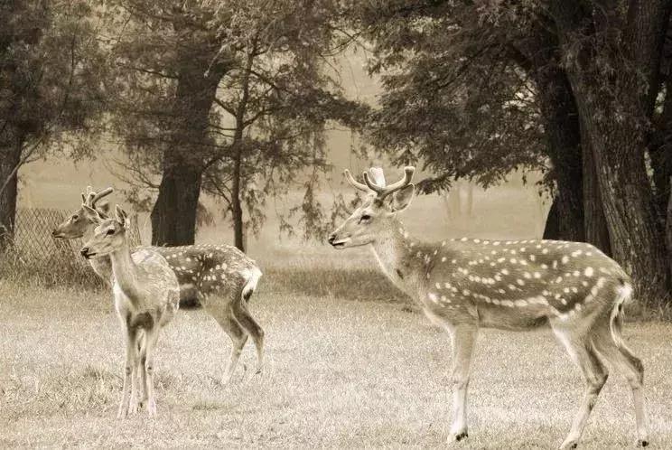 海外代购的荒唐陷阱,最可怕的代购骗局