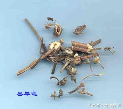 每日一味中药墨旱莲,每日学一味中药牛膝