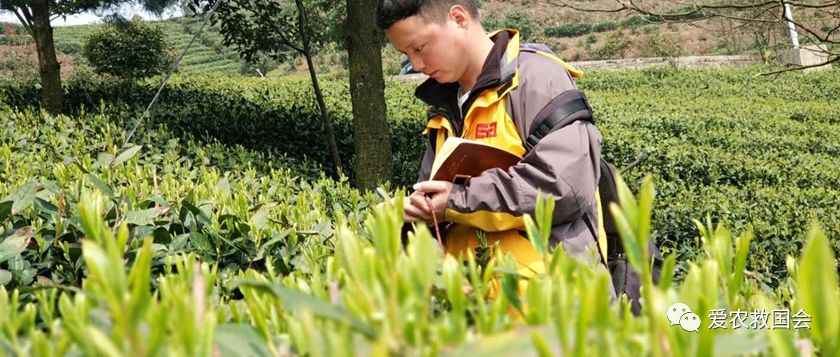 花*功香**夫红茶研究（二）