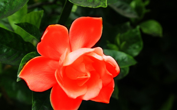 农村伯伯买回一株红色栀子花,侄女却要吃了它,原来栀子花真能吃