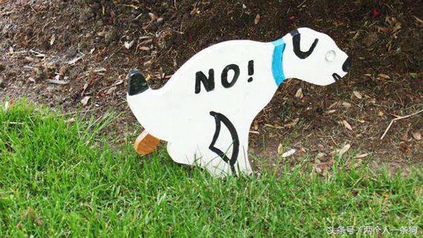 小区里养狗怎样做到跟邻居和谐相处？第一点都做不到就别养狗了