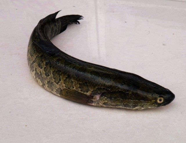 美国人称“鱼斯拉”，中国确实人们口中的美味，中药中的滋补品！