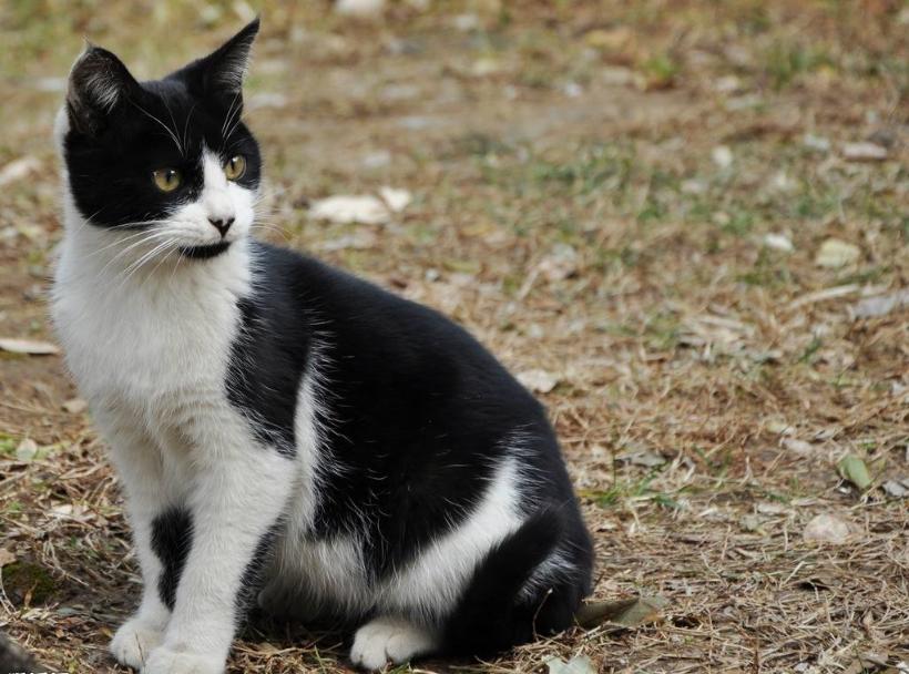 中华田园猫品种受欢迎排行,中华田园猫品种大全及图片