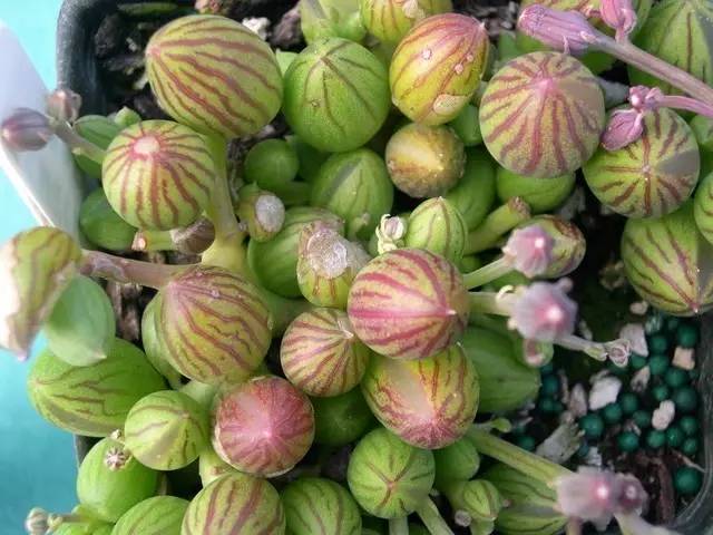 瑗跨摐澶儙澶氳倝妞嶇墿,瑗跨摐澶儙澶氳倝