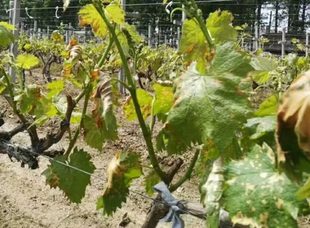 近期葡萄叶片发黄枯叶,葡萄枯叶有几种