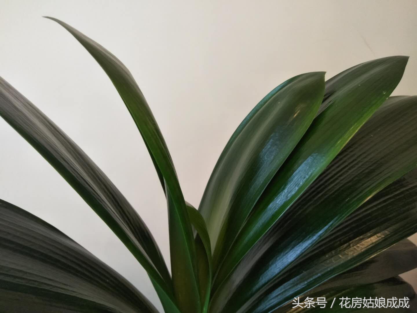 君子兰的叶子不整齐怎么处理,君子兰叶子不好看的正确方法