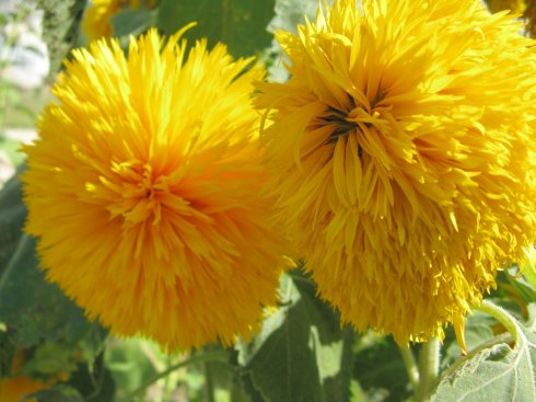 重瓣铁线莲,重瓣宫灯长寿花