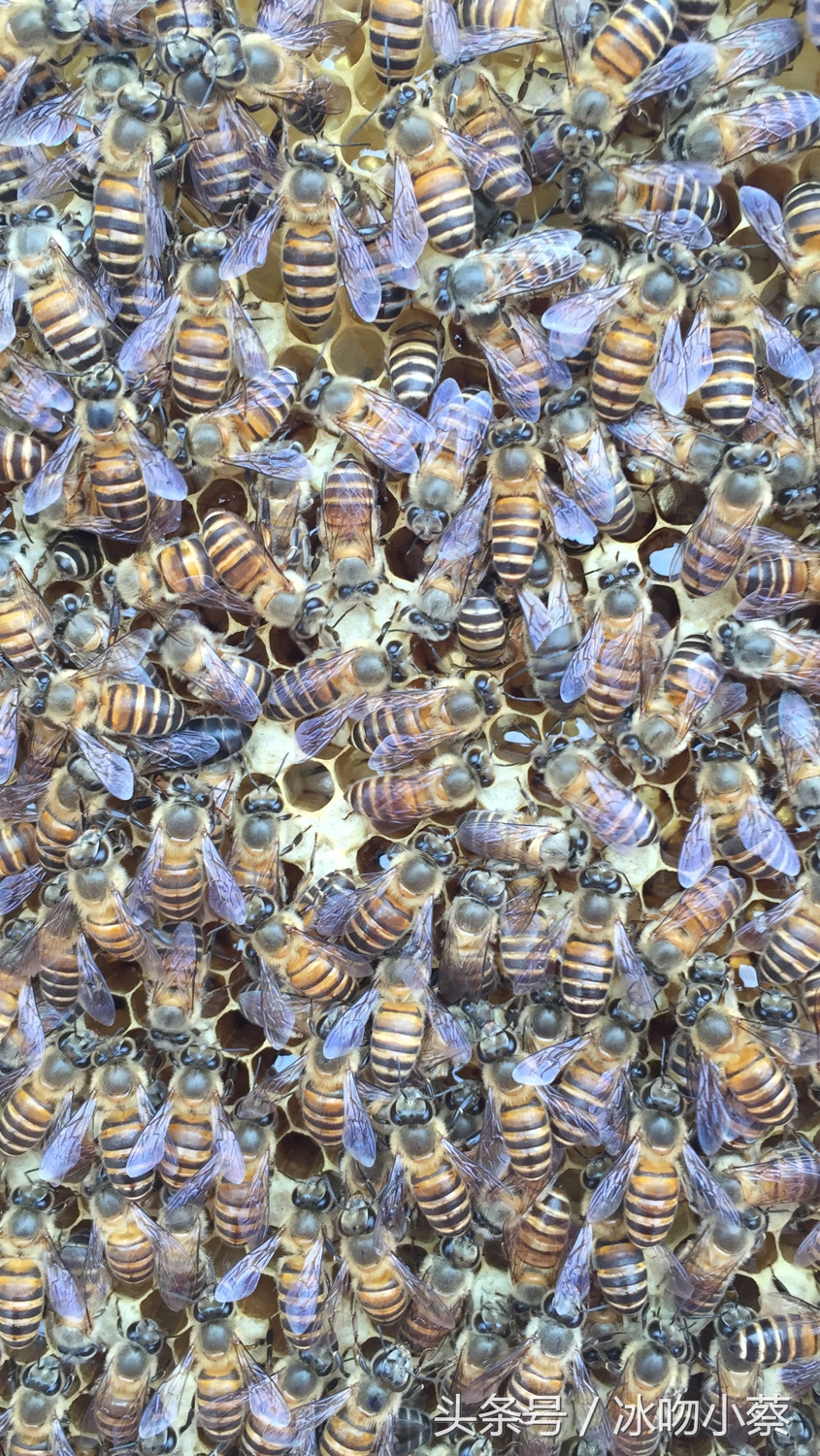 小蔡养殖视频大全,怎么培养双王蜜蜂群
