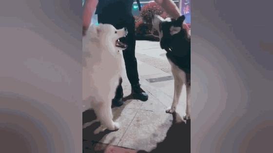 哈士奇和萨摩耶打架比赛视频,哈士奇萨摩耶打架视频