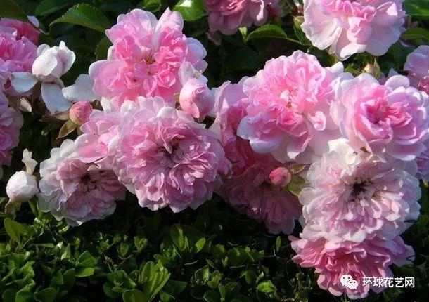 十大最稀有的玫瑰花品种图片,稀有玫瑰花品种大全图片