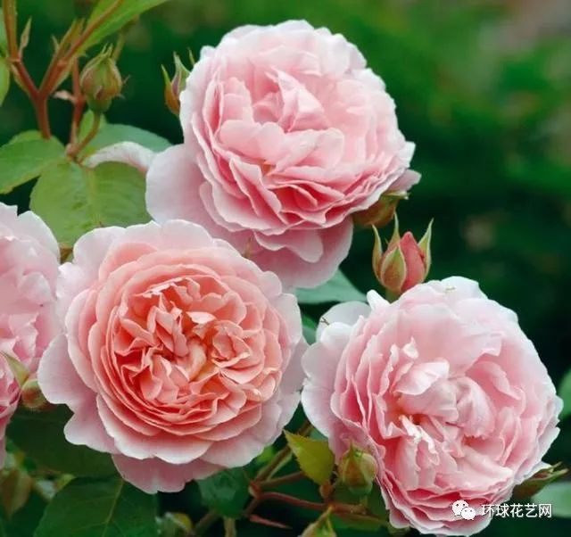 十大最稀有的玫瑰花品种图片,稀有玫瑰花品种大全图片