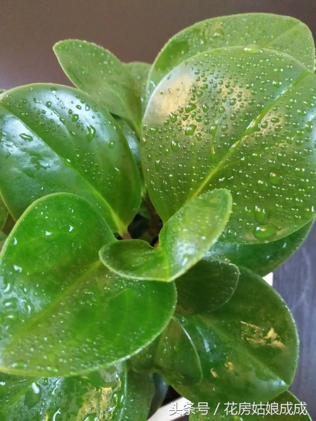 多肉碧玉花徒长怎么办,碧玉莲怎么避免徒长