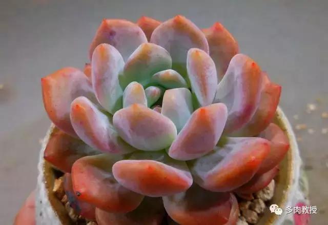 皮实好养的5款多肉,推荐几款多肉好看又好养的