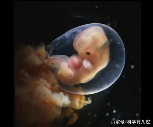 精子经过的四个过程,精子产生与吸收过程