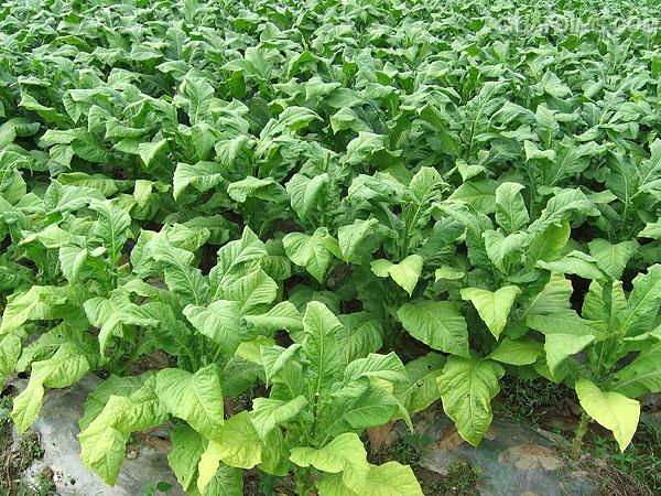 真烟跟假电子烟哪一个危害大,假烟与真烟的区别和危害