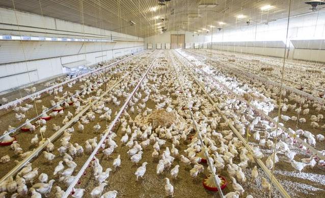 自己养的鸡无缘无故死了什么原因,家里养的鸡突然死亡能吃吗