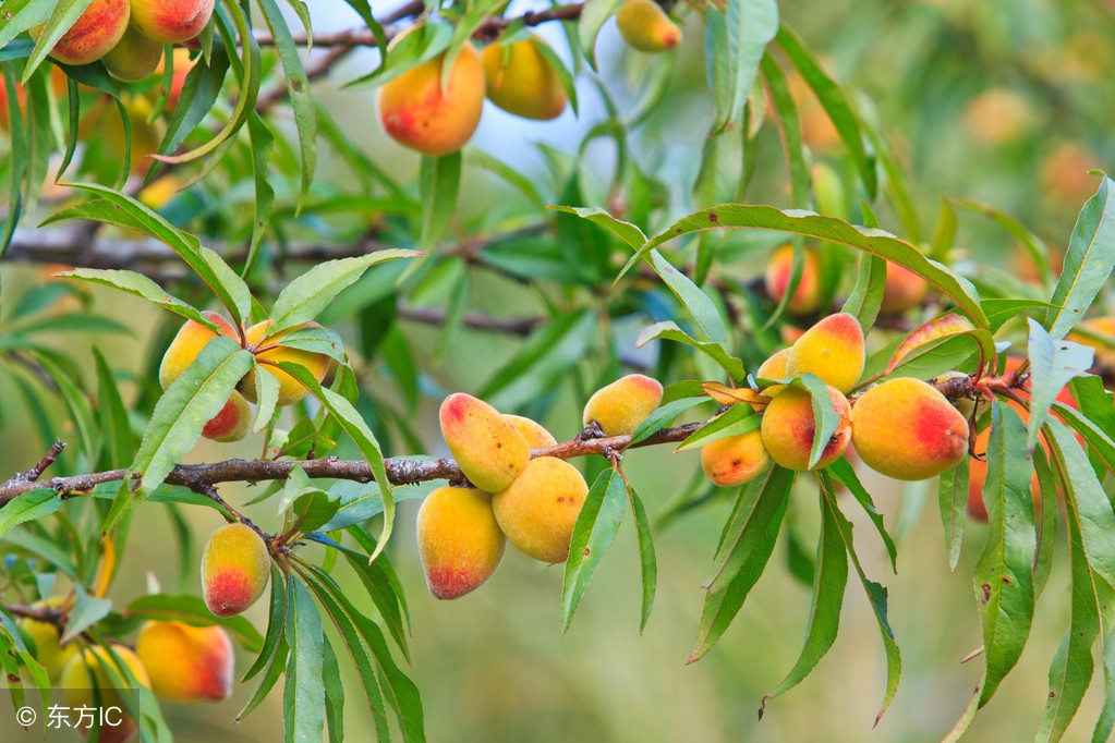 桃树叶片病害图谱及防治,桃树叶子发黄是什么原因引起的