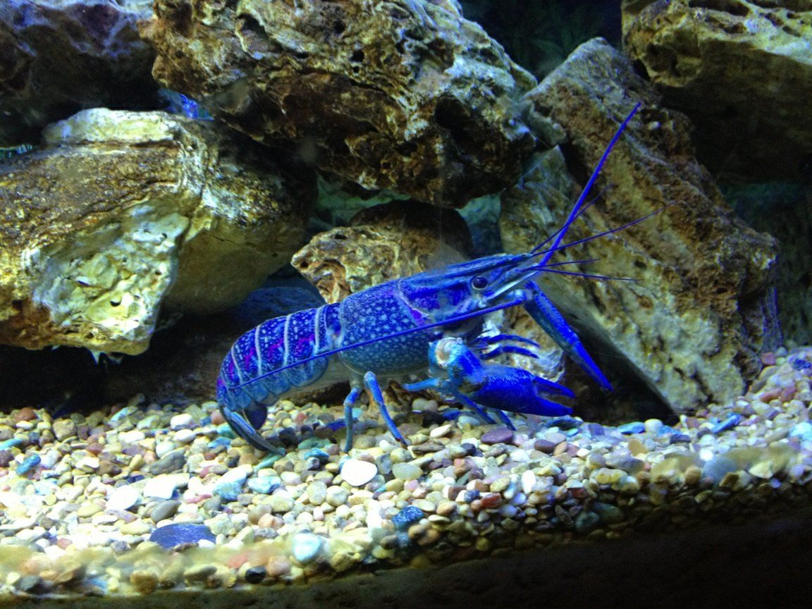 帆布篷能养殖澳洲淡水龙虾吗,钱豪杰澳洲淡水龙虾养殖