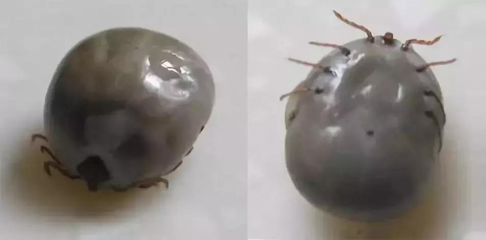 养殖户注意警惕这些疾病,小龟苗头上有白点怎么治疗