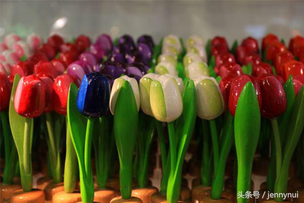 郁金香和风车有什么区别,郁金香和风车哪个好看